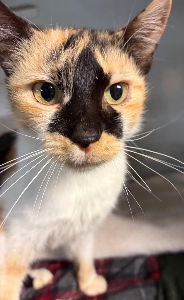 Poppy, a Adoptable mixed breed in Huntington, IN image 4/4