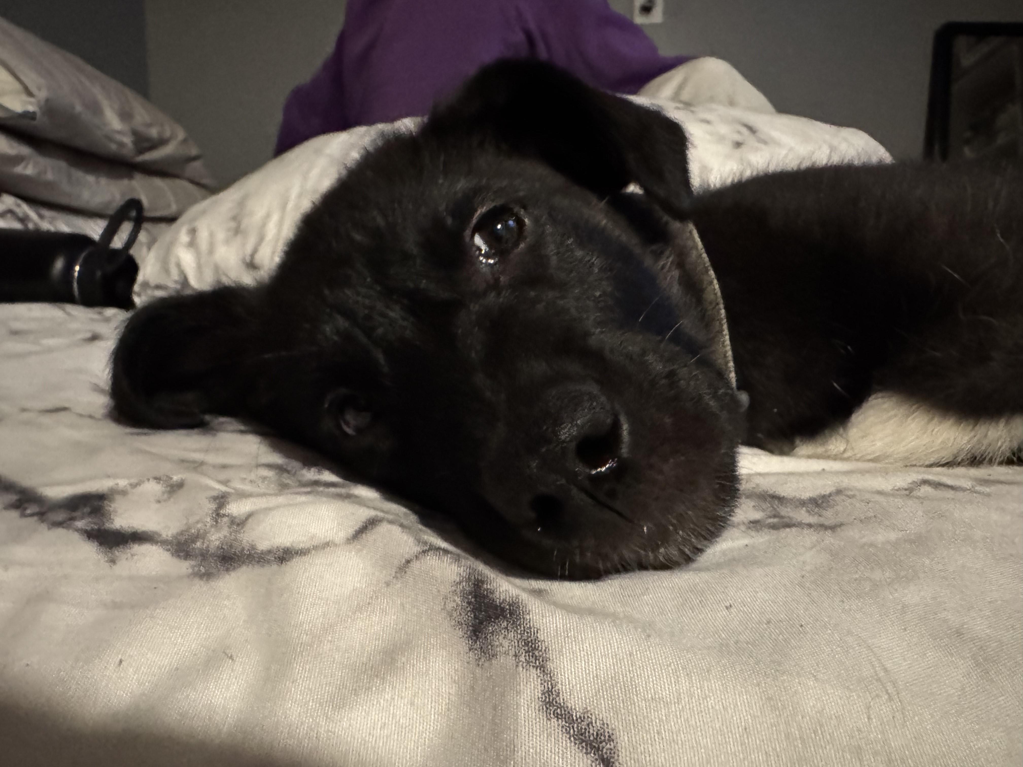 Enlarge Gus, a ADOPTABLE mixed breed in Oshawa, ON image 5/5