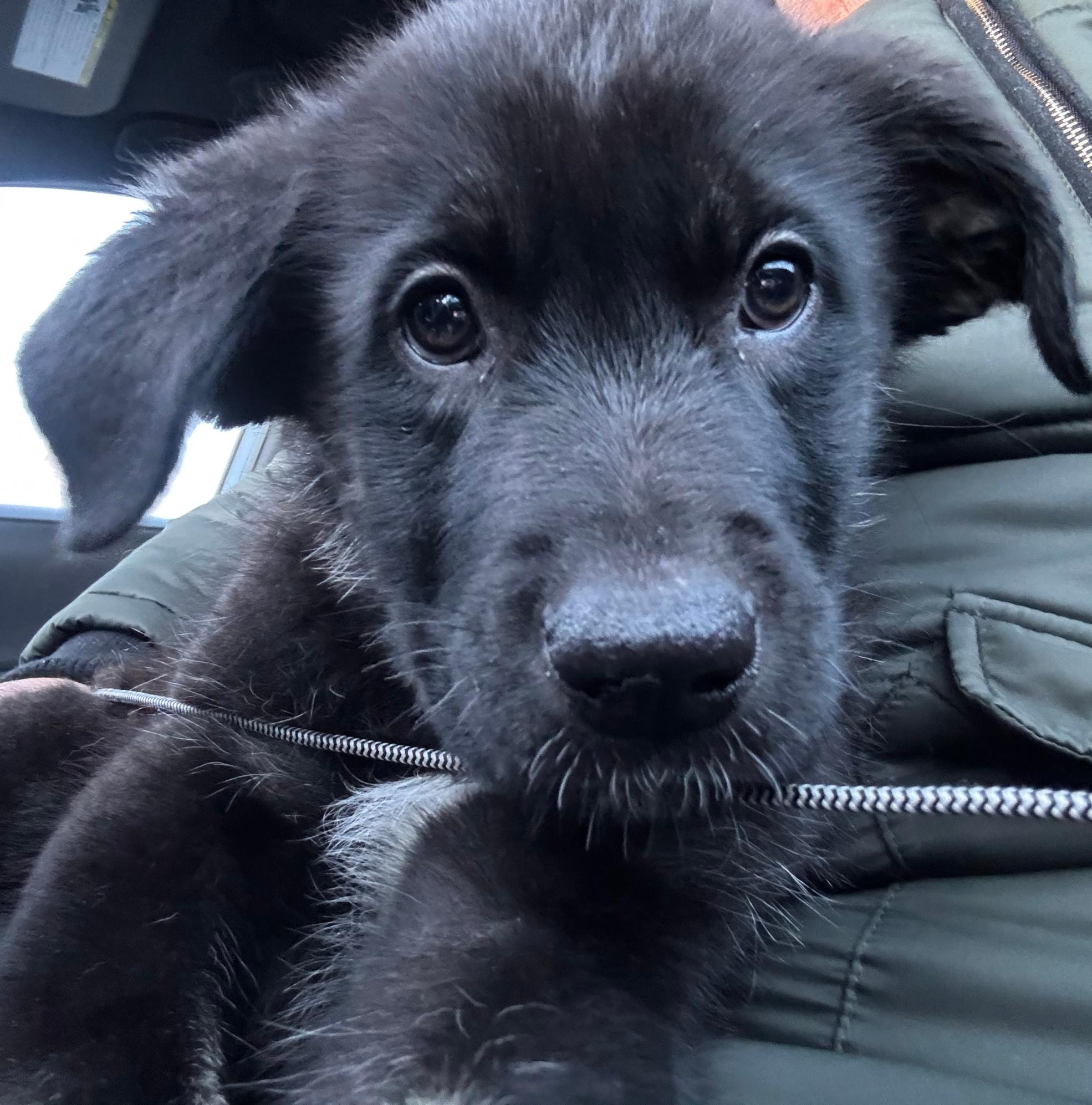 Gus, ADOPTABLE, Young Male Shepherd & Husky.
