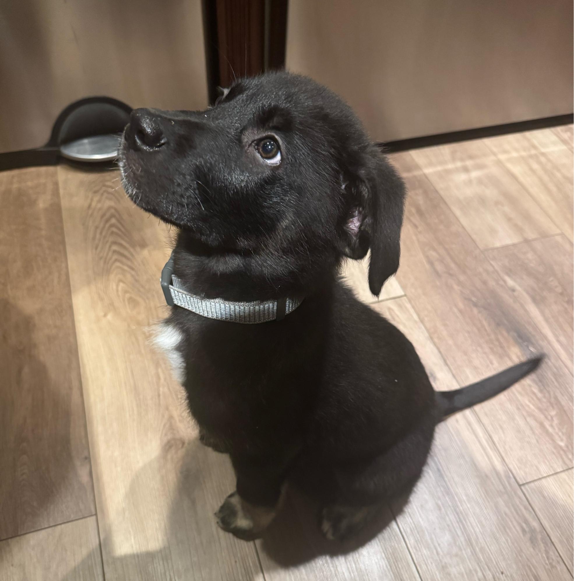 Enlarge Gus, a ADOPTABLE mixed breed in Oshawa, ON image 2/5