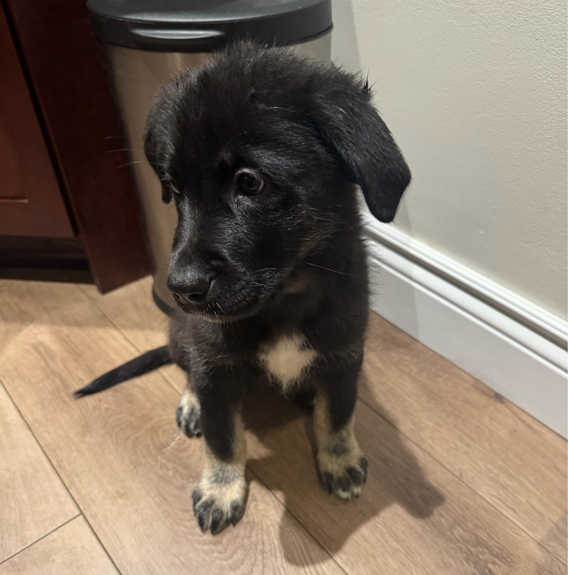 Enlarge Gus, a ADOPTABLE mixed breed in Oshawa, ON image 3/5