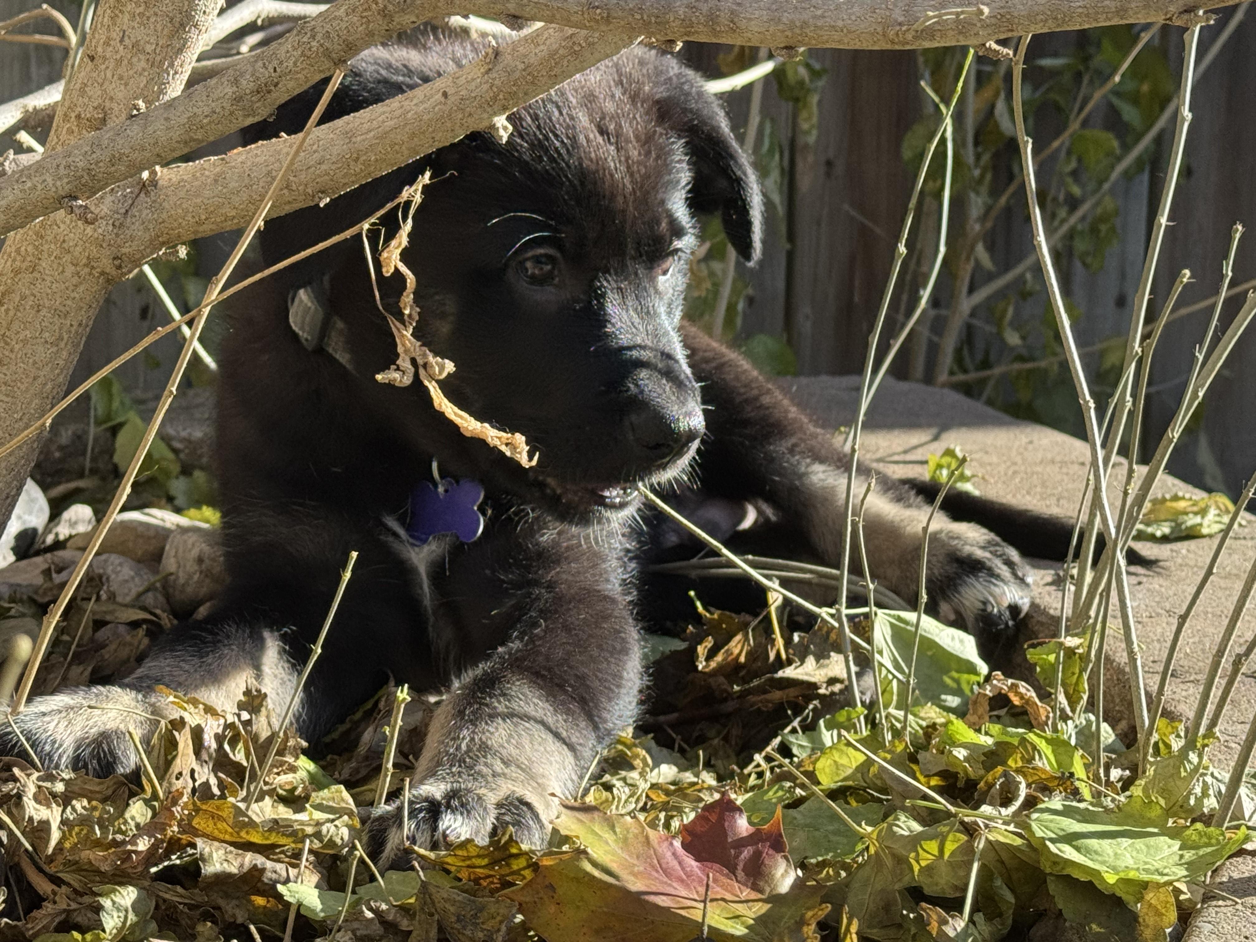 Enlarge Gus, a ADOPTABLE mixed breed in Oshawa, ON image 4/5