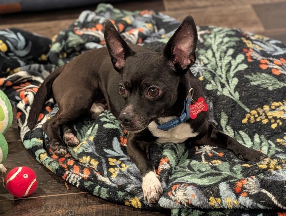 Jack, Adoptable, Adult Male Terrier.