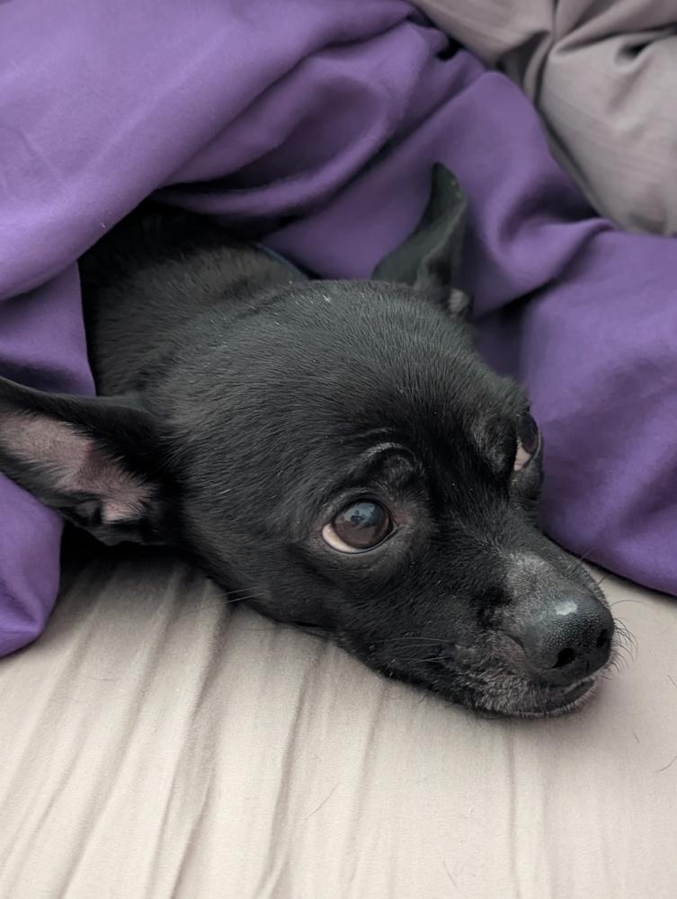 Enlarge Jack, a Adoptable mixed breed in Roseville, CA image 1/6