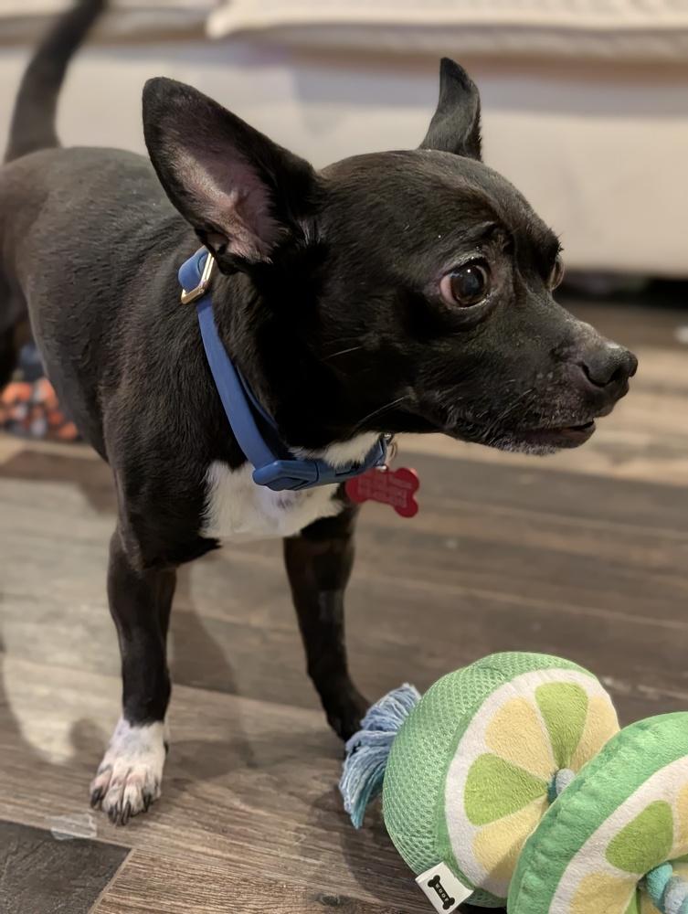 Enlarge Jack, a Adoptable mixed breed in Roseville, CA image 2/6