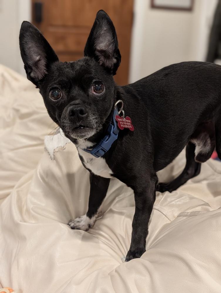 Enlarge Jack, a Adoptable mixed breed in Roseville, CA image 3/6