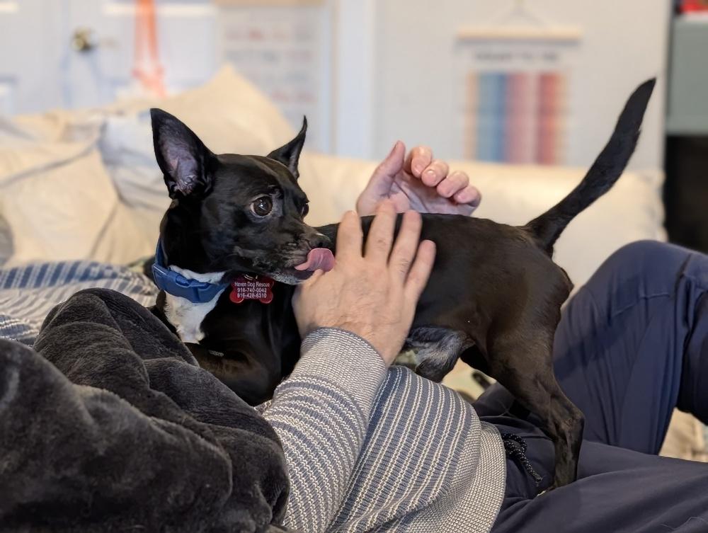 Enlarge Jack, a Adoptable mixed breed in Roseville, CA image 3/6