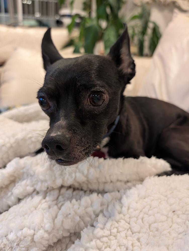 Enlarge Jack, a Adoptable mixed breed in Roseville, CA image 5/6