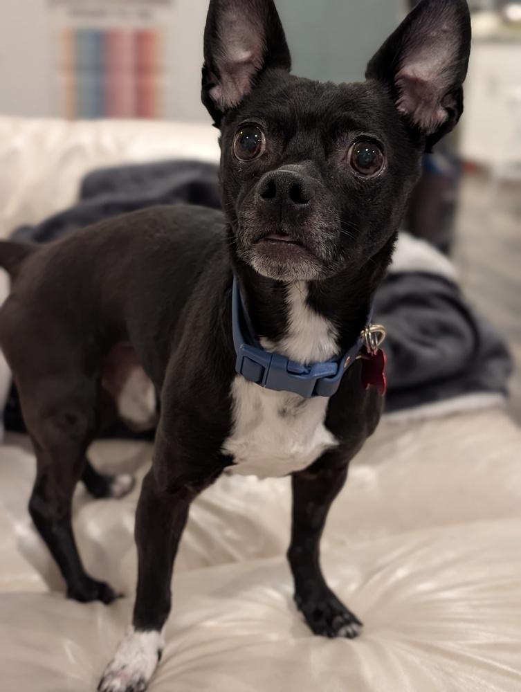 Enlarge Jack, a Adoptable mixed breed in Roseville, CA image 5/6