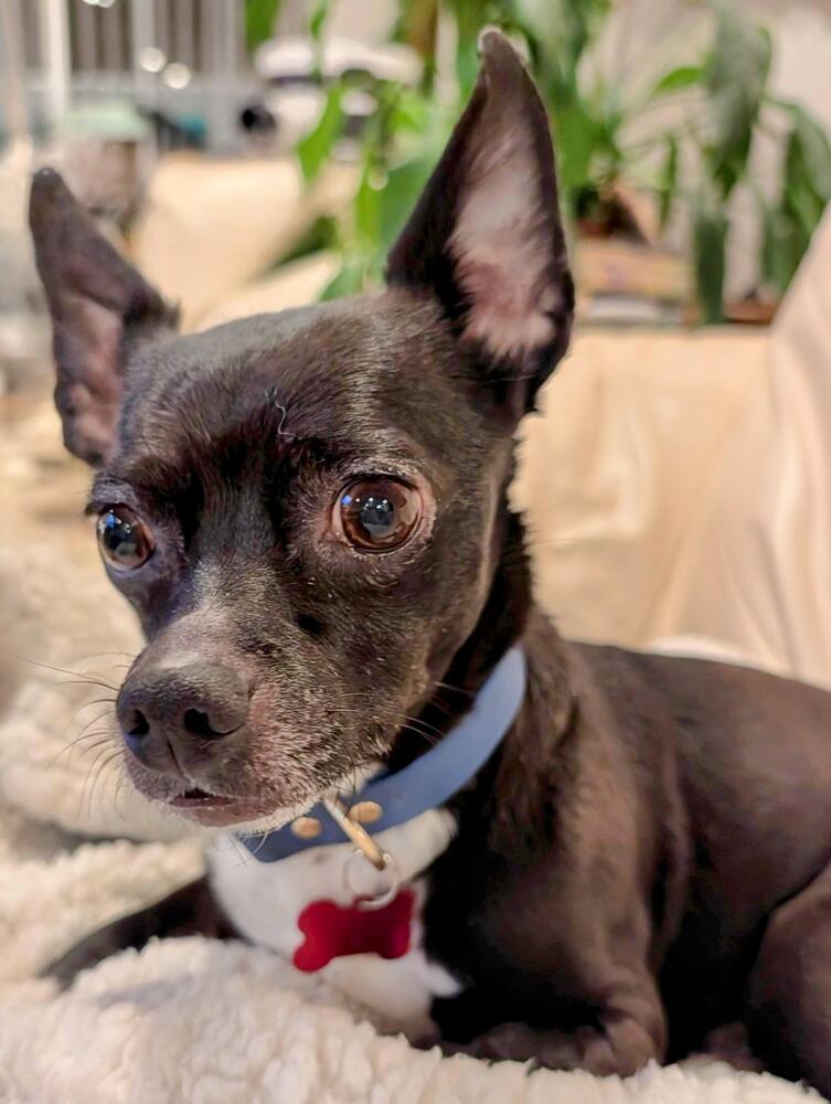 Enlarge Jack, a Adoptable mixed breed in Roseville, CA image 6/6