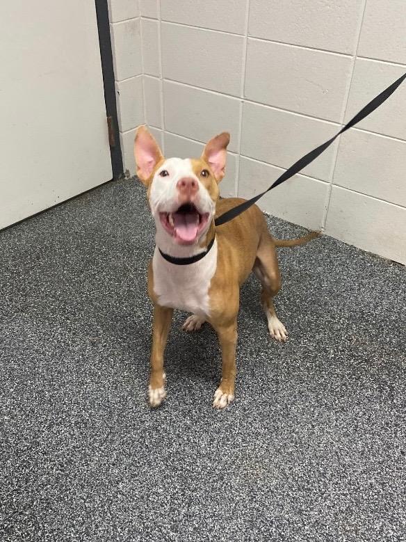 Special, Adoptable, Young Female Mixed Breed.