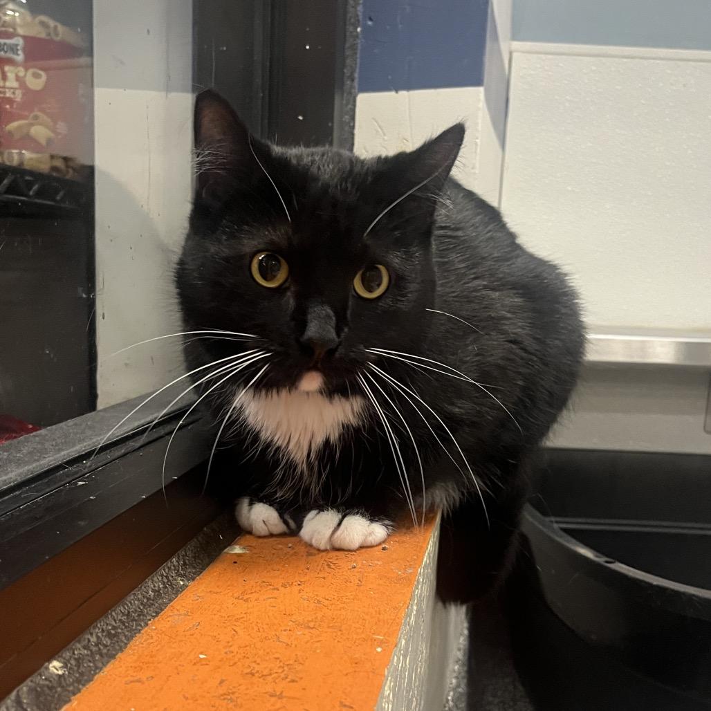 Enlarge Euclid, a Adoptable Domestic Short Hair in Hinsdale, IL image 1/1