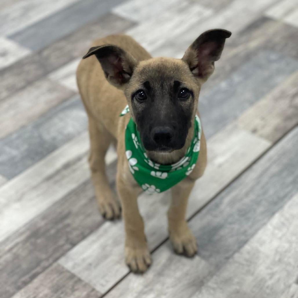 Soto, Adoptable, Puppy Male German Shepherd Dog.