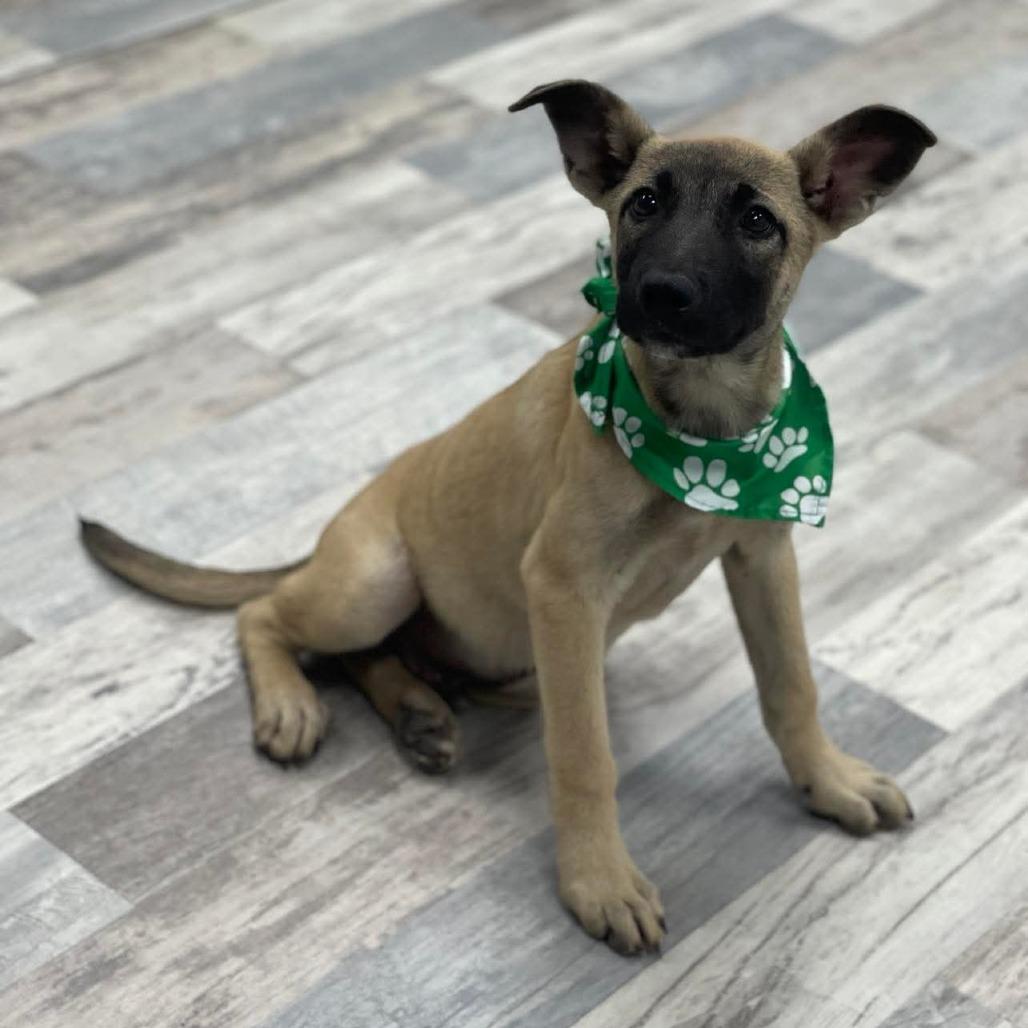 Enlarge Soto, a Adoptable German Shepherd Dog in Lufkin, TX image 2/2