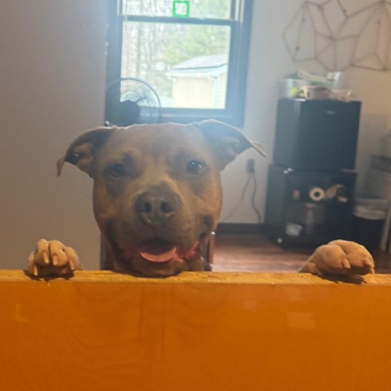 Timmy, Adoptable, Adult Male Pit Bull Terrier.