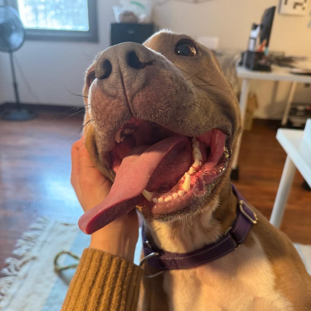 Enlarge Timmy, a Adoptable Pit Bull Terrier in Charlottesville, VA image 3/6