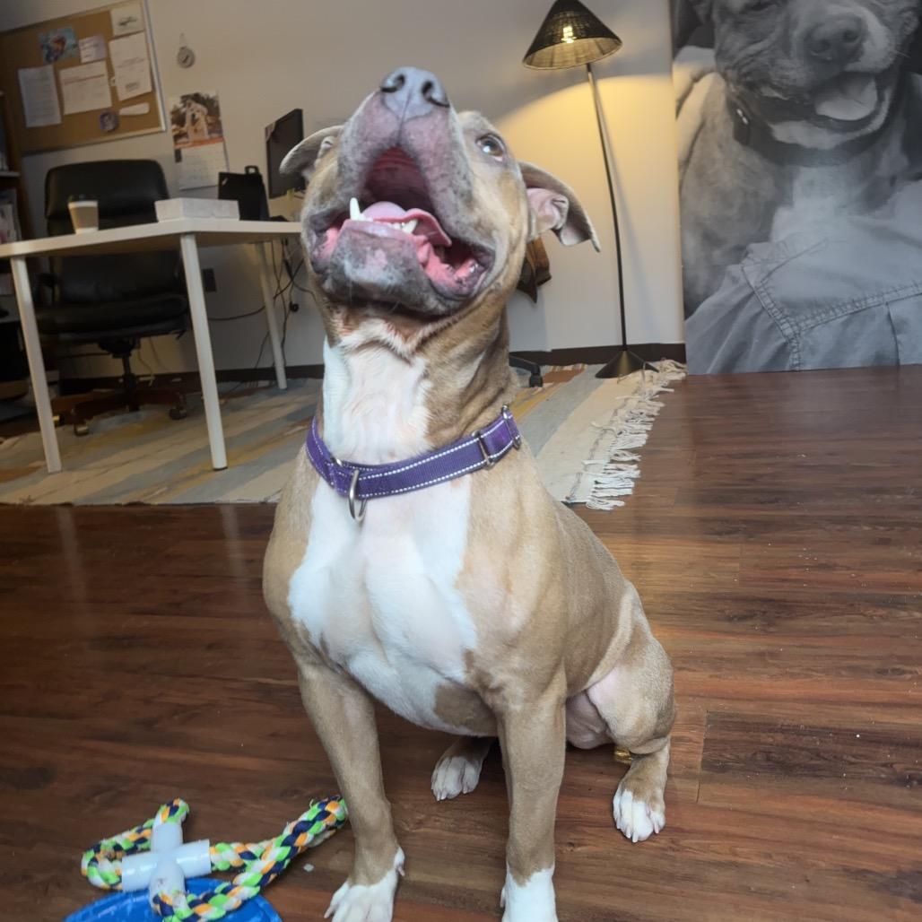 Enlarge Timmy, a Adoptable Pit Bull Terrier in Charlottesville, VA image 4/6