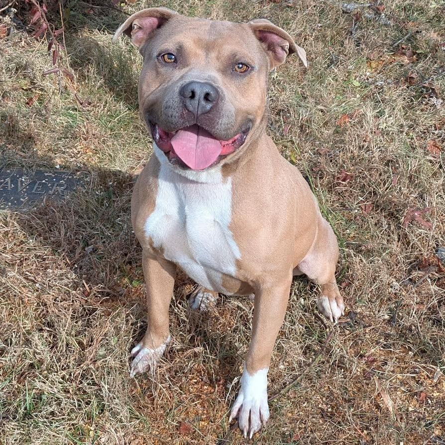 Enlarge Timmy, a Adoptable Pit Bull Terrier in Charlottesville, VA image 5/6
