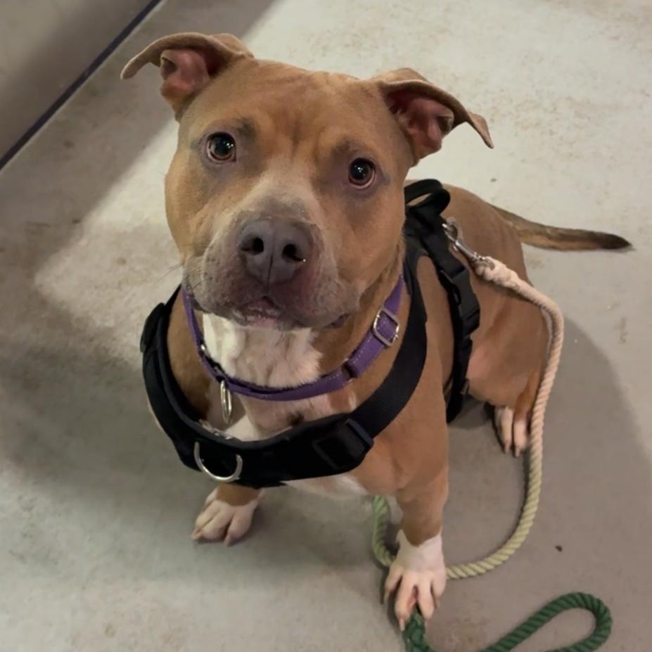 Enlarge Timmy, a Adoptable Pit Bull Terrier in Charlottesville, VA image 6/6