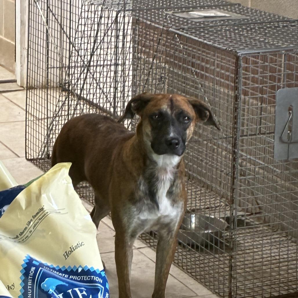 Brownie, Adoptable, Adult Female Mountain Cur.