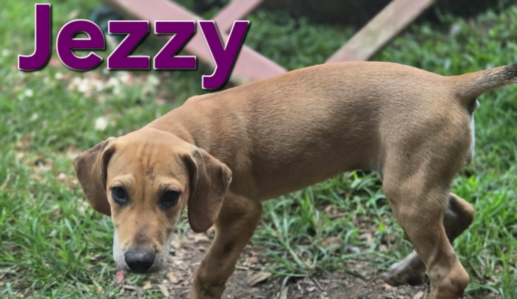Enlarge Jezzy, a Adoptable mixed breed in Newfoundland, NJ image 1/1
