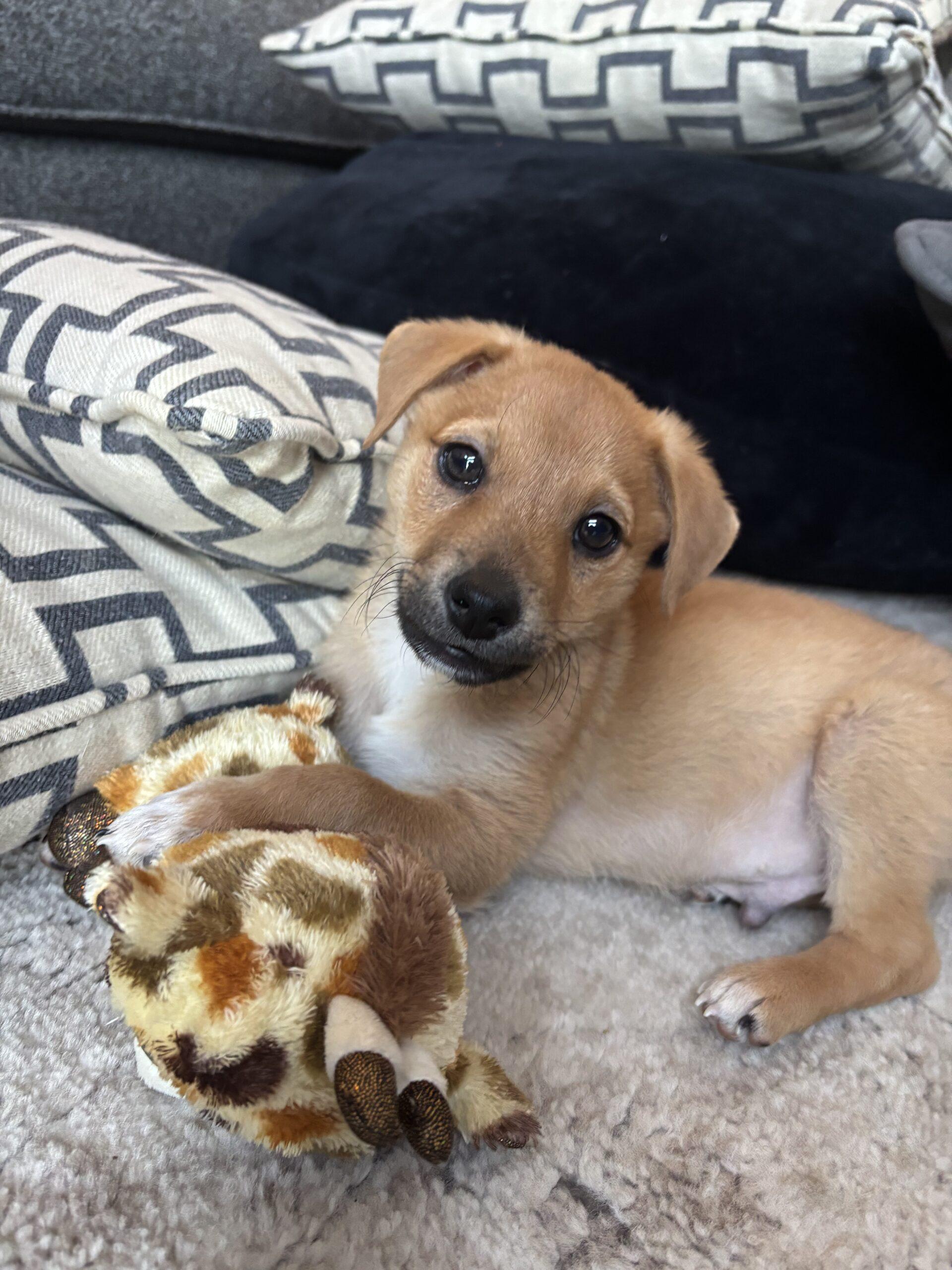 Leonardo, Adoptable, Puppy Male Dachshund.