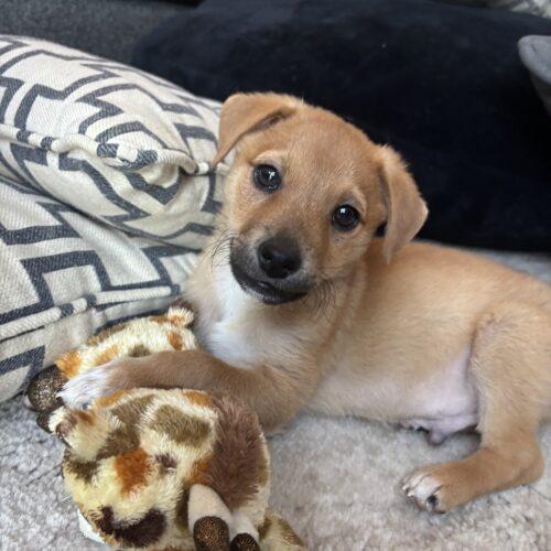 Enlarge Leonardo, a Adoptable Dachshund in Lincolnshire, IL image 3/3