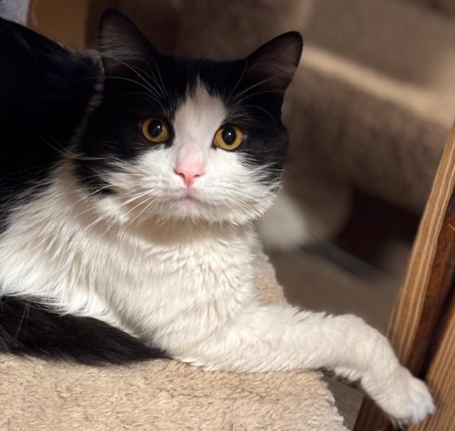 Enlarge Bubbie, a ADOPTABLE Domestic Long Hair in Davenport, IA image 2/2