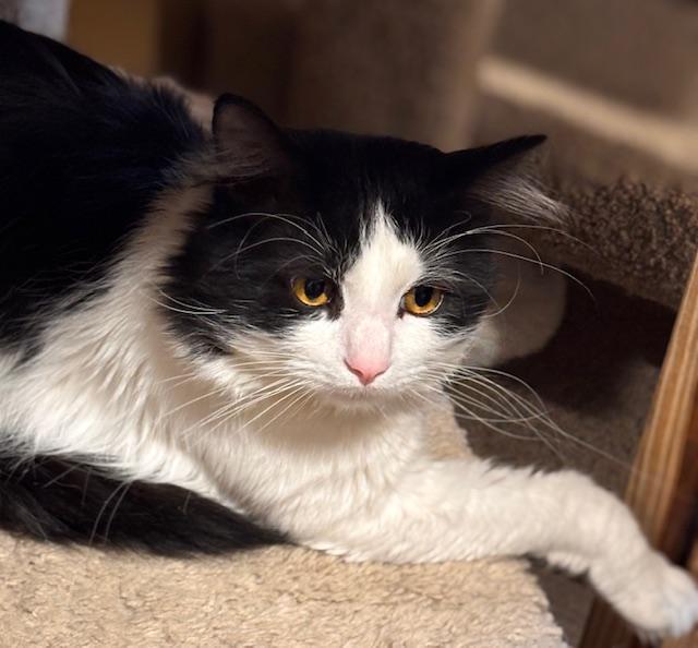 Enlarge Bubbie, a ADOPTABLE Domestic Long Hair in Davenport, IA image 1/2