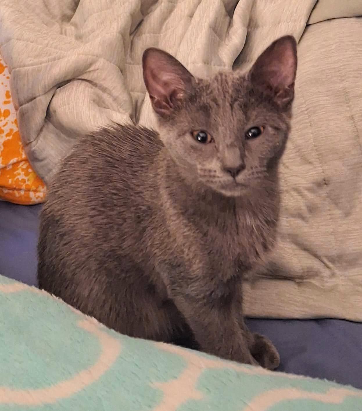 Ramen, ADOPTABLE, Kitten Female Tabby.