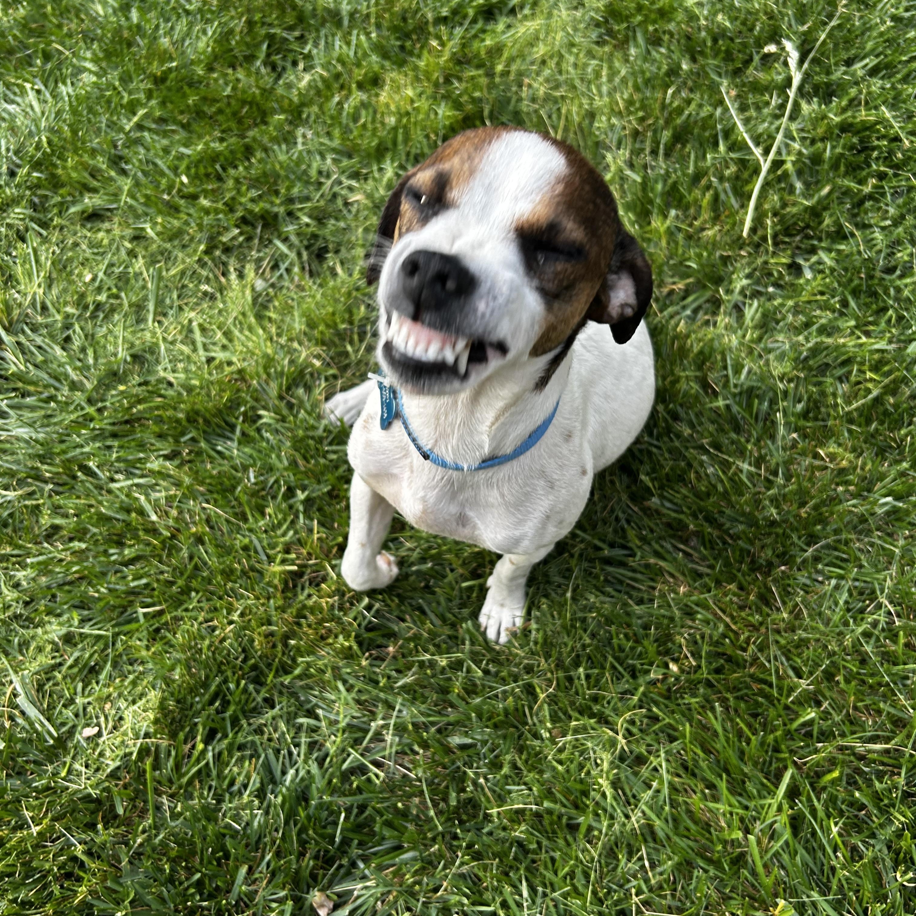 Enlarge Penny, a ADOPTABLE mixed breed in Rock Hill, SC image 3/6