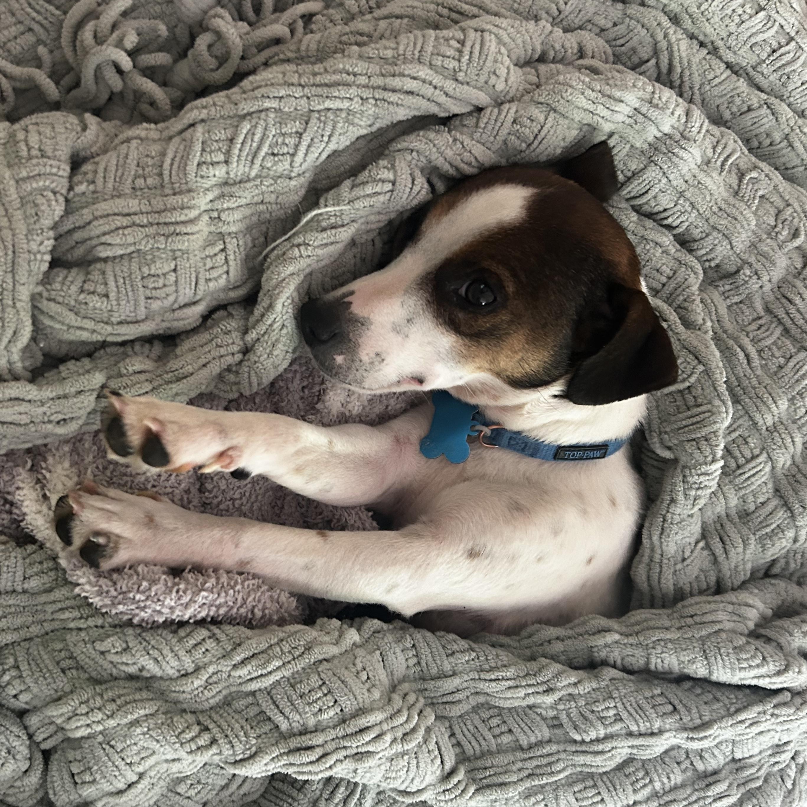 Enlarge Penny, a ADOPTABLE mixed breed in Rock Hill, SC image 2/6