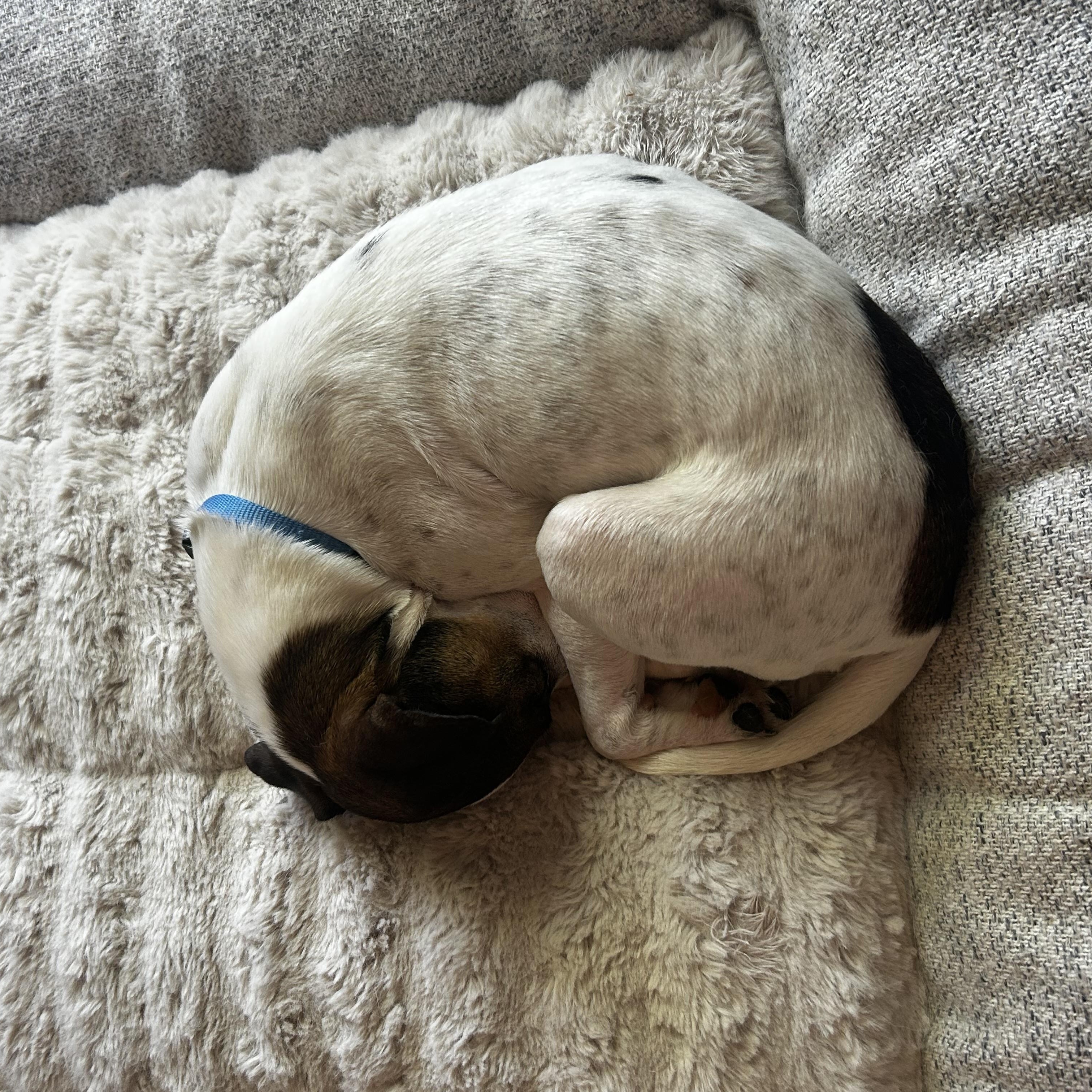 Enlarge Penny, a ADOPTABLE mixed breed in Rock Hill, SC image 6/6