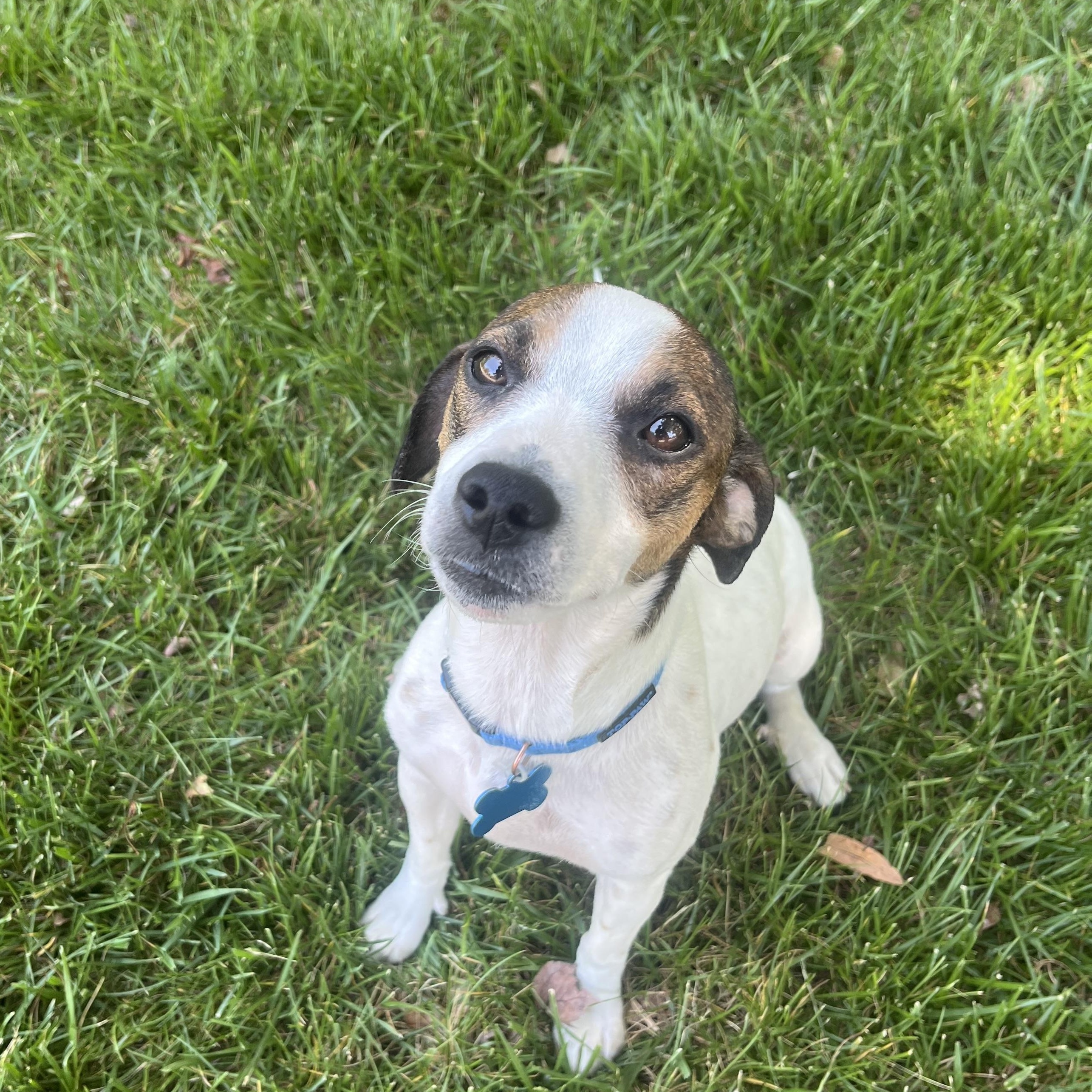 Penny, ADOPTABLE, Young Female Jack Russell Terrier & Dachshund.