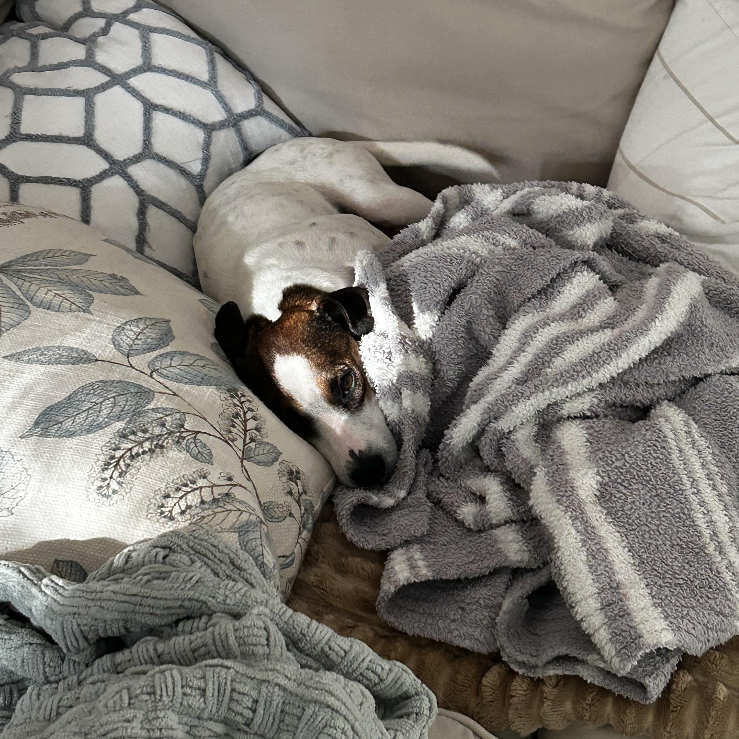 Enlarge Penny, a ADOPTABLE mixed breed in Rock Hill, SC image 5/6