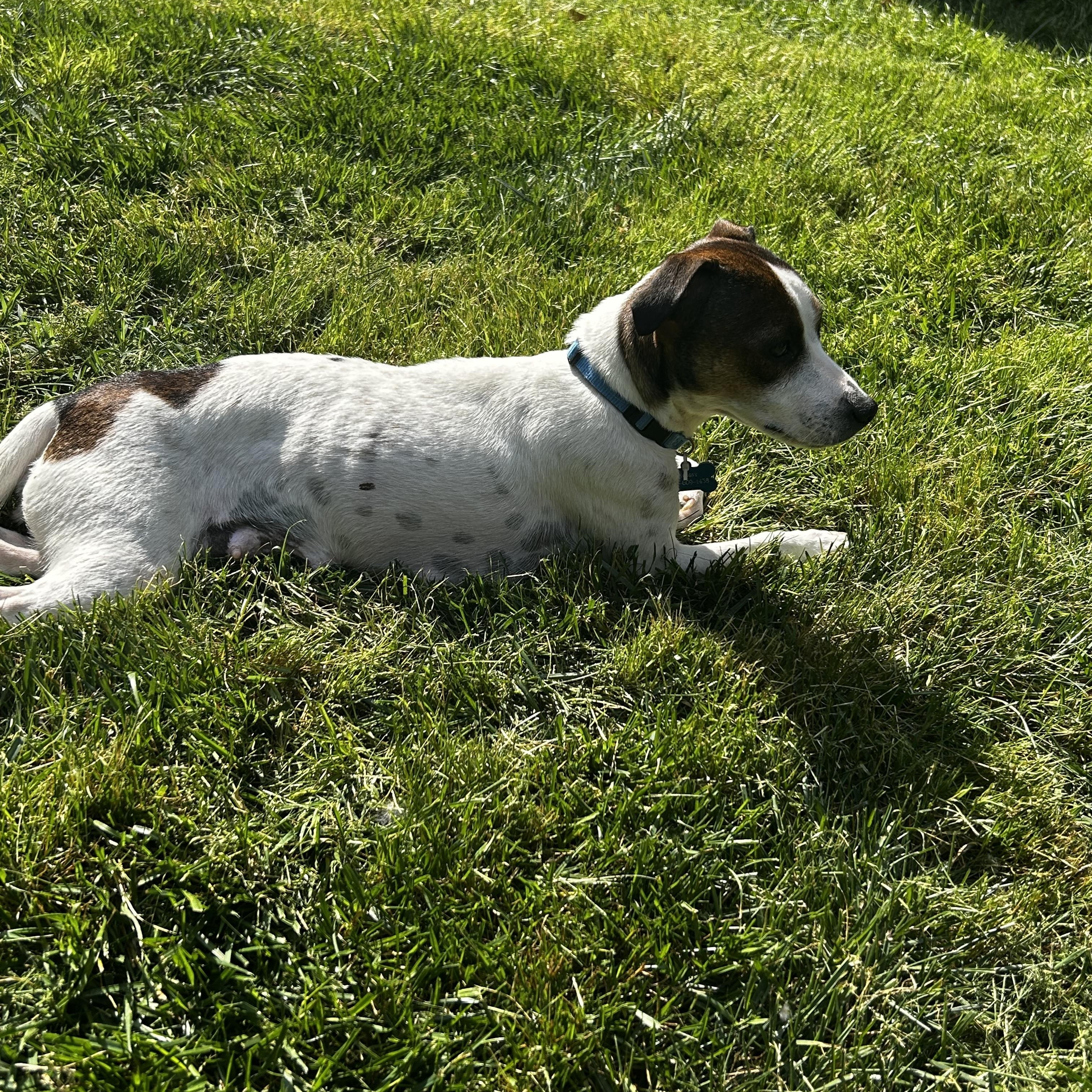 Enlarge Penny, a ADOPTABLE mixed breed in Rock Hill, SC image 4/6