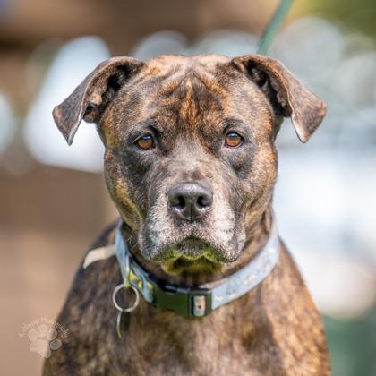 Reece, Adoptable, Adult Female Pit Bull Terrier & Mixed Breed.