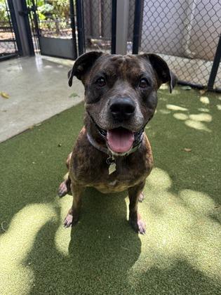 Enlarge Reece, a Adoptable mixed breed in Honolulu, HI image 2/3