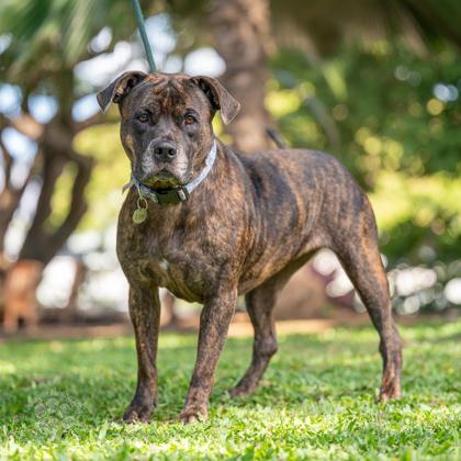 Reece, Adoptable, Adult Female Pit Bull Terrier & Mixed Breed.