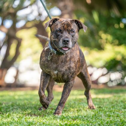 Enlarge Reece, a Adoptable mixed breed in Honolulu, HI image 3/3