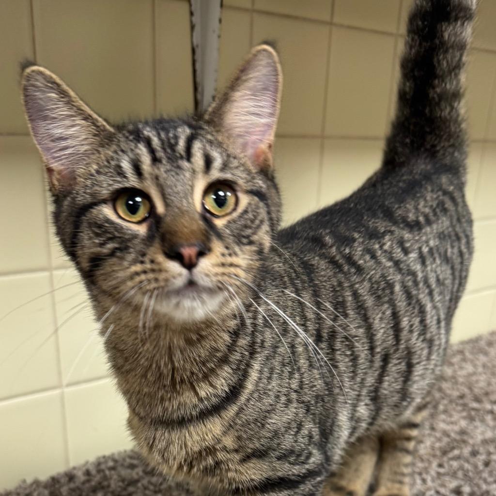 Pizza, Adoptable, Kitten Male Domestic Short Hair.
