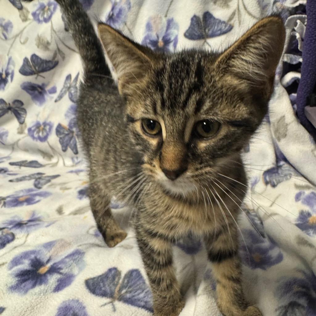 Enlarge Pizza, a Adoptable mixed breed in Olean, NY image 1/5