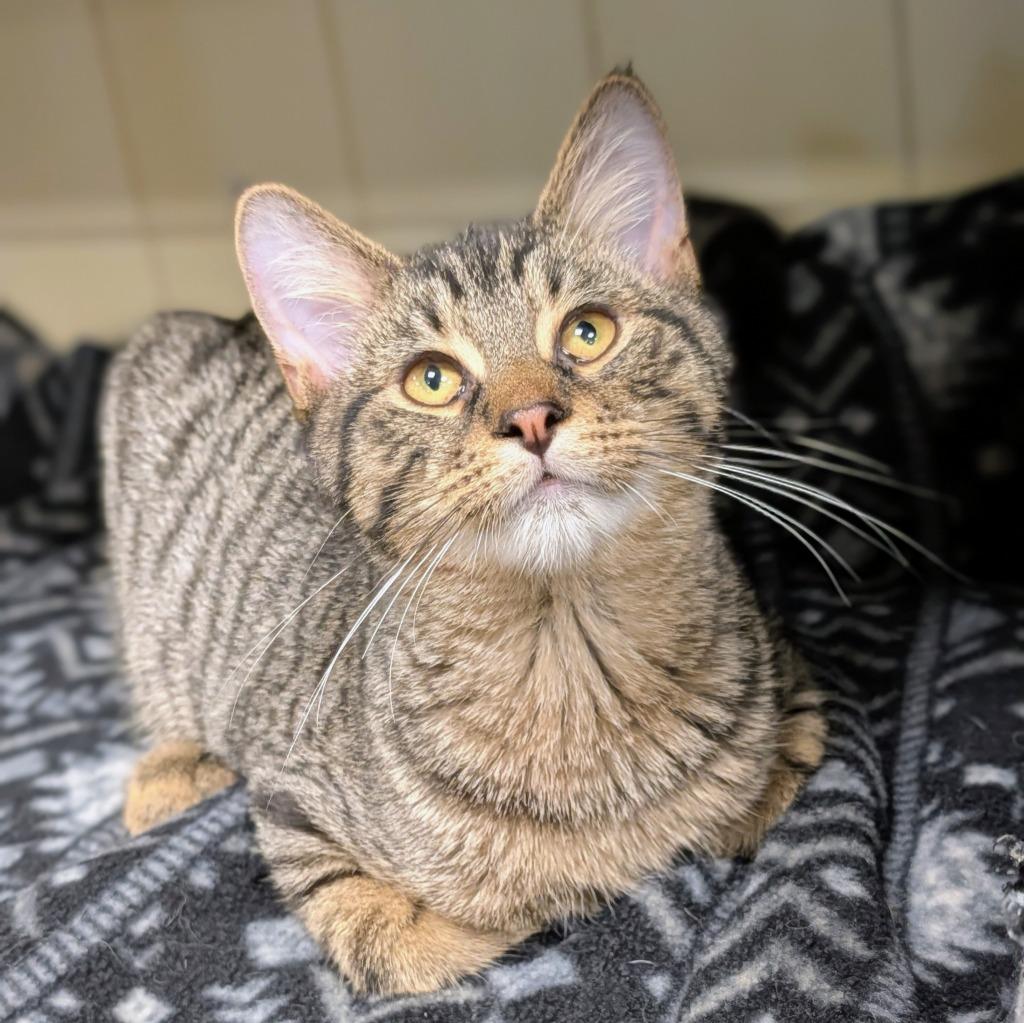 Enlarge Pizza, a Adoptable mixed breed in Olean, NY image 5/6