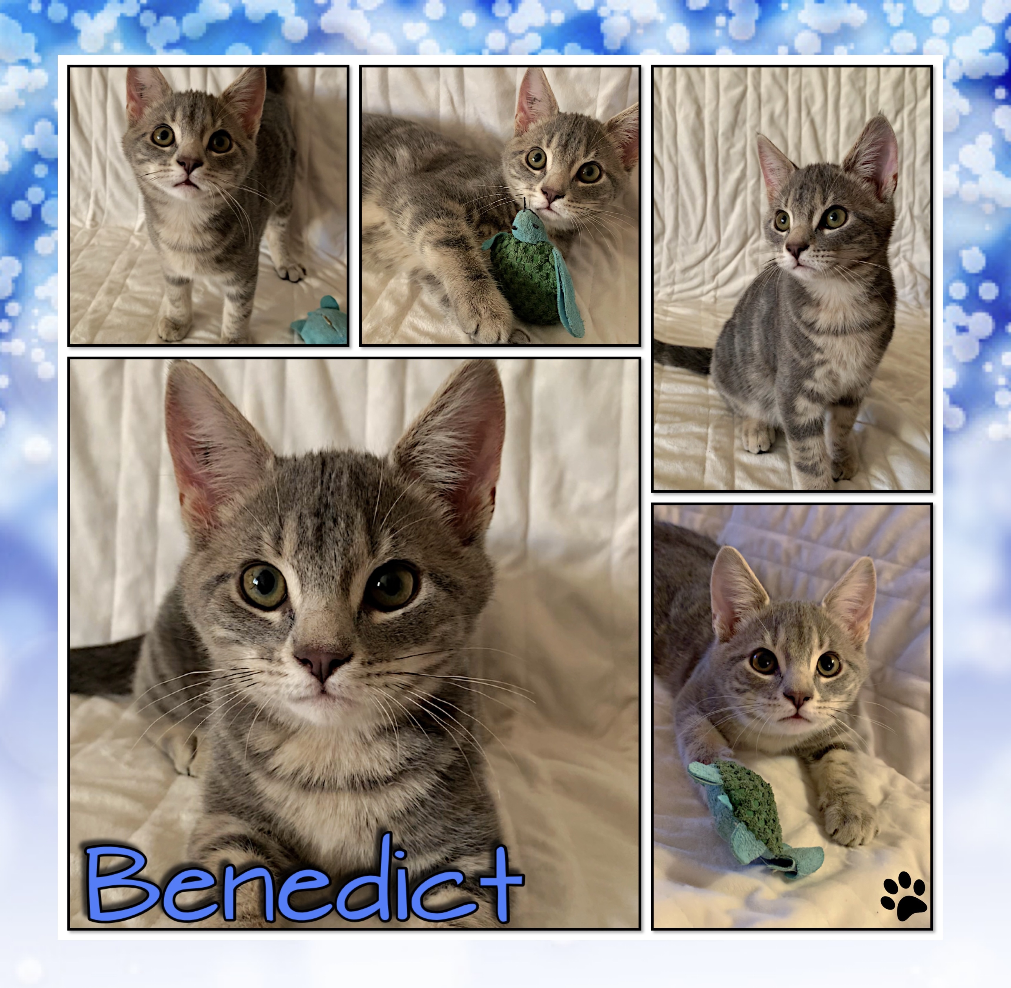 Benedict, Adopted, Kitten Male Domestic Short Hair.
