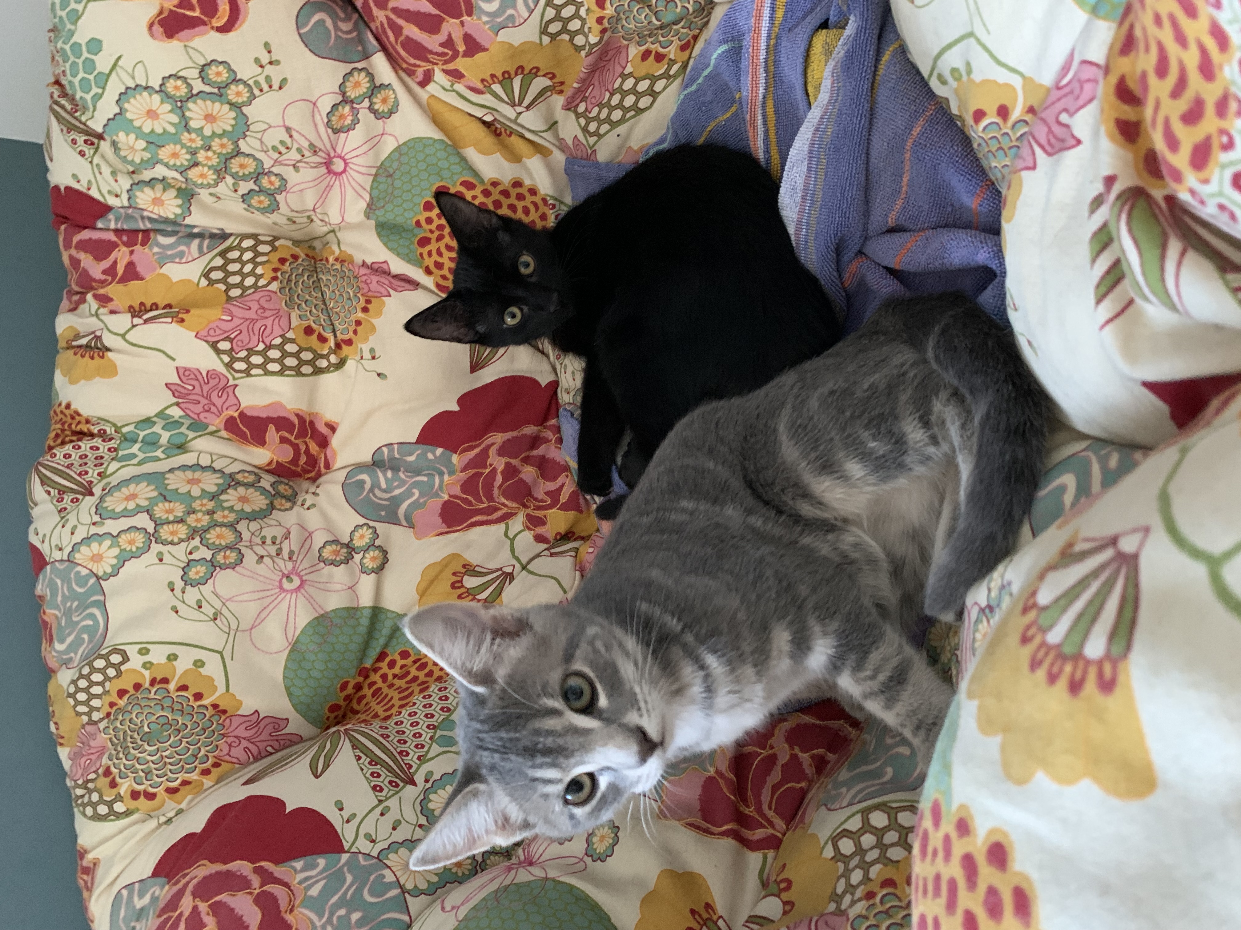 Enlarge Benedict, a Adopted Domestic Short Hair in Beloeil, QC image 2/3