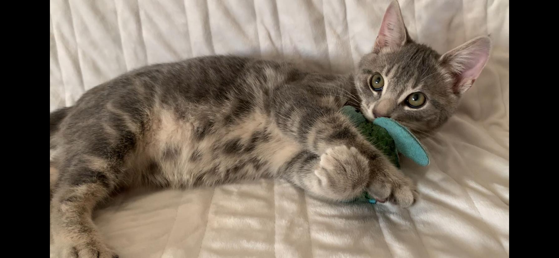 Enlarge Benedict, a Adopted Domestic Short Hair in Beloeil, QC image 3/3