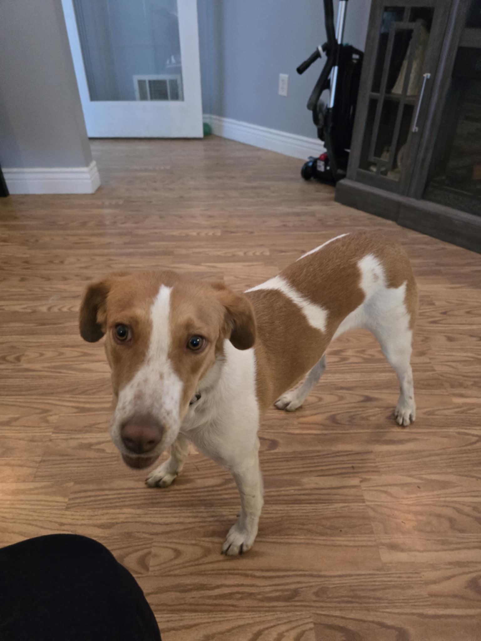 PA/Molly, Adoptable, Young Female Brittany Spaniel.