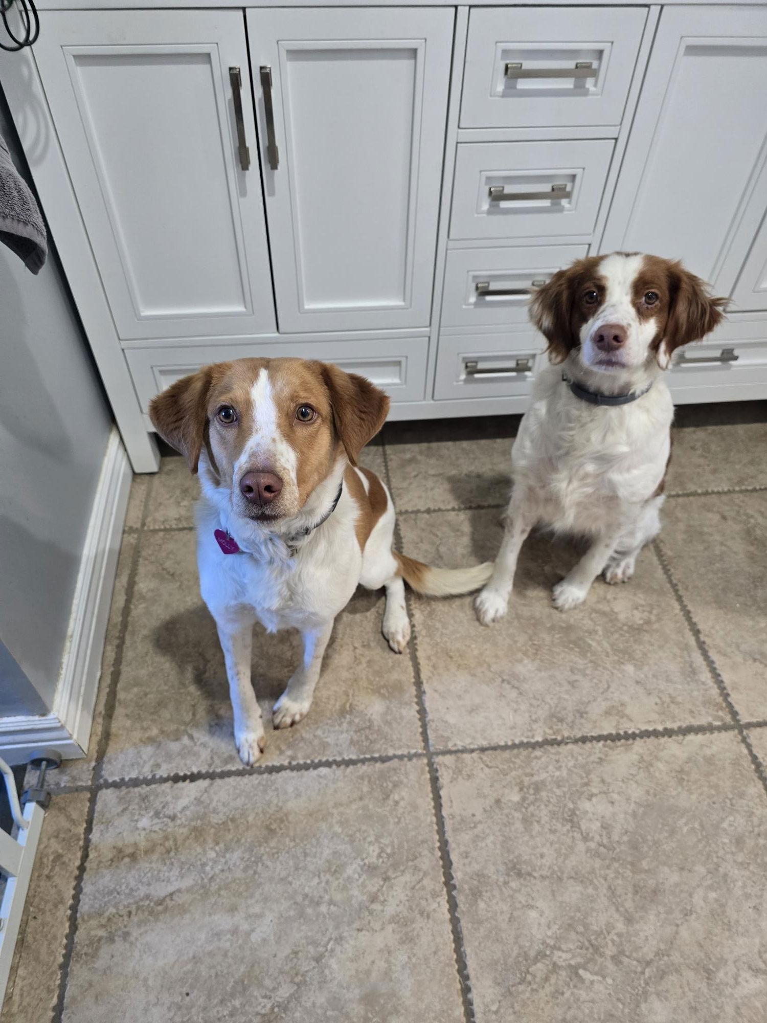 Enlarge PA/Molly, a Adoptable Brittany Spaniel in Erie, PA image 1/3