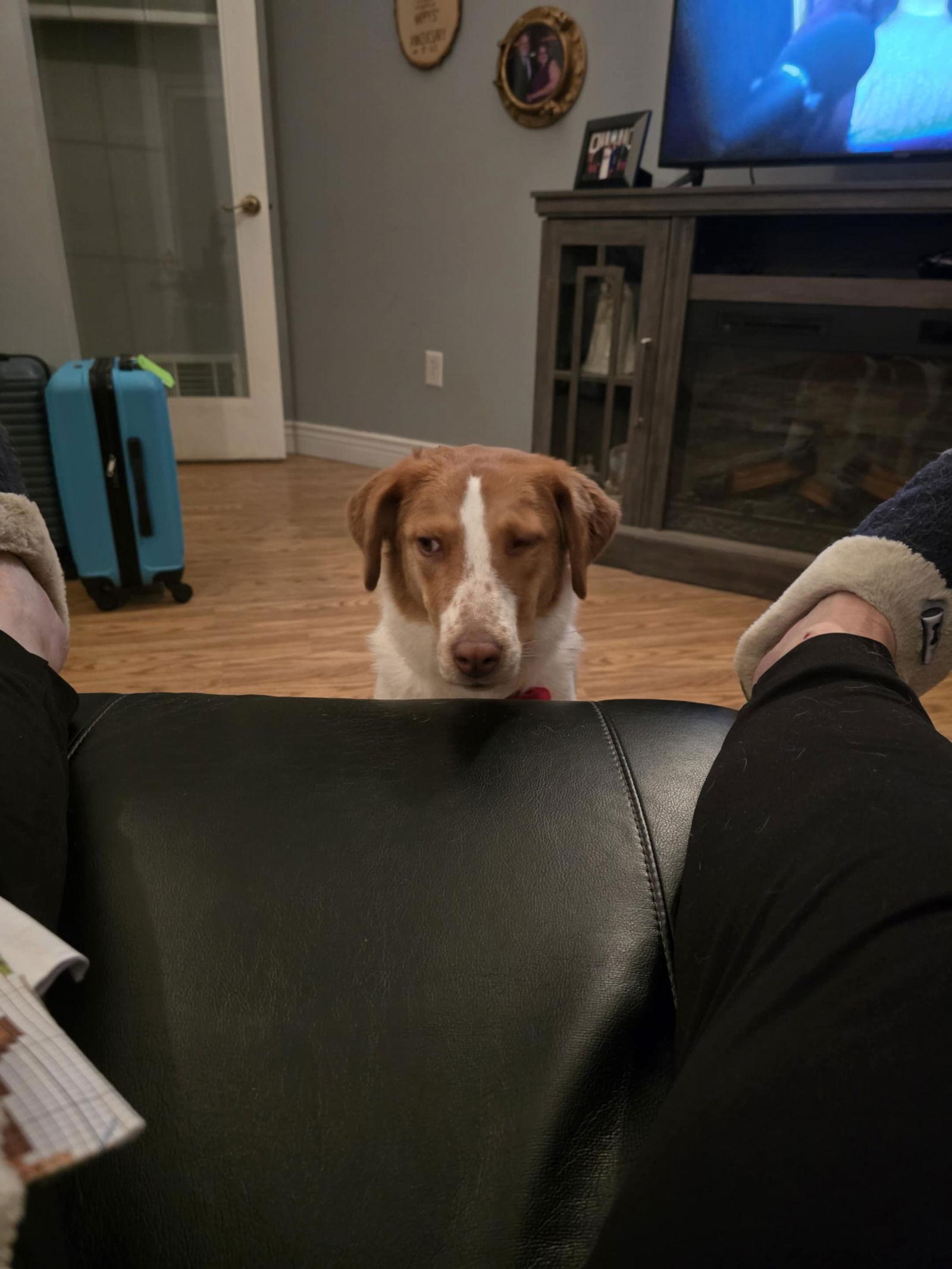 PA/Molly, a Adoptable Brittany Spaniel in Erie, PA image 2/3