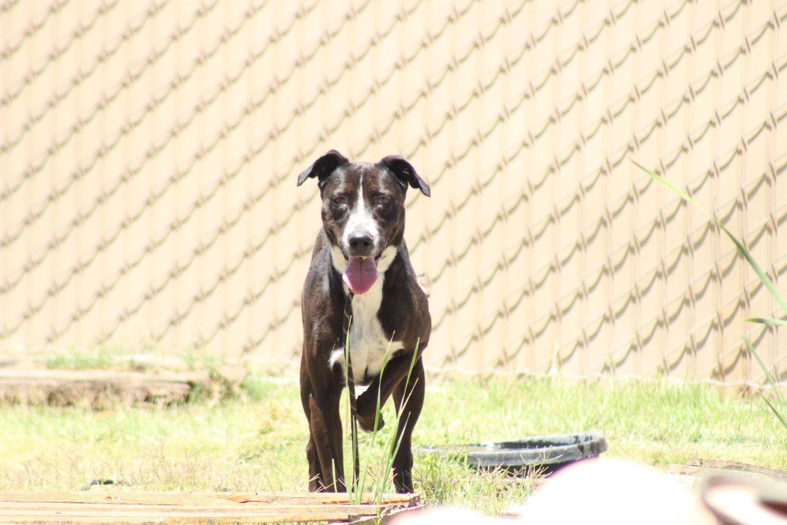 Enlarge Topanga, a Adoptable mixed breed in El Centro, CA image 1/2
